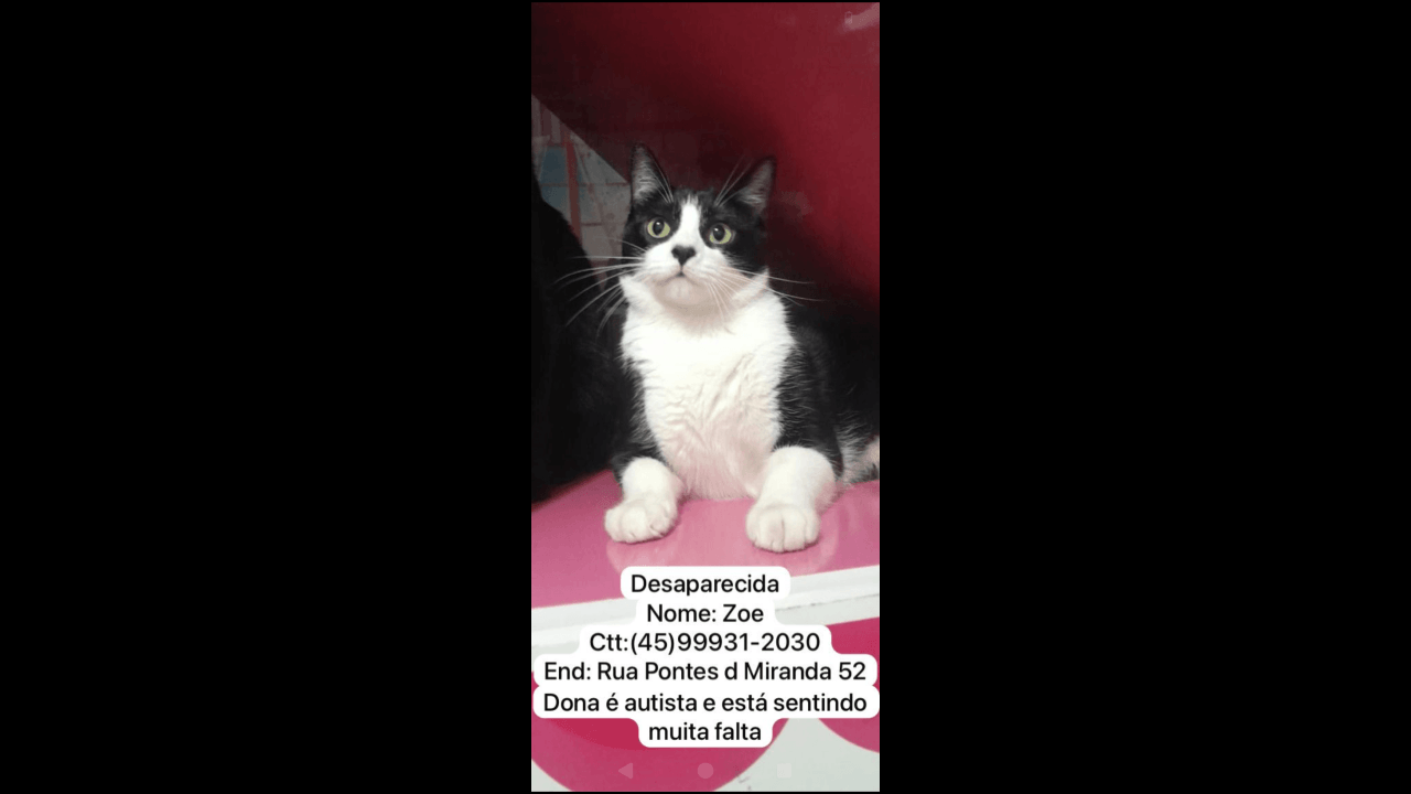 Gata Zoe desapareceu no bairro Brasília