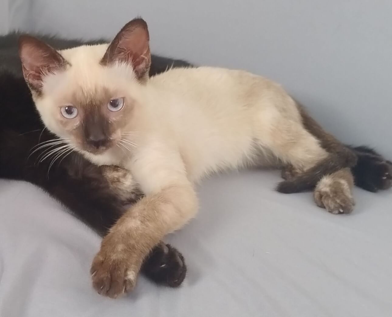 Gata Pandora desapareceu no bairro Pioneiros Catarinenses