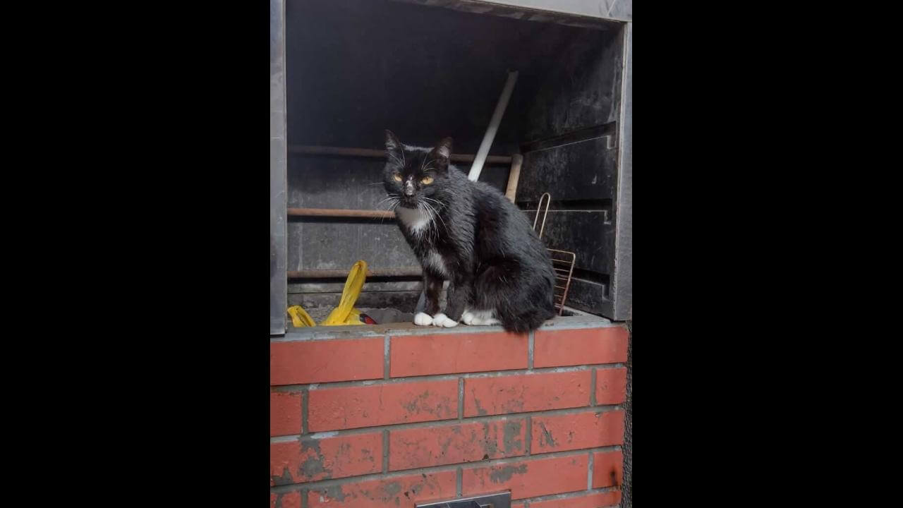 Gata Nega desapareceu no bairro Santa Fé