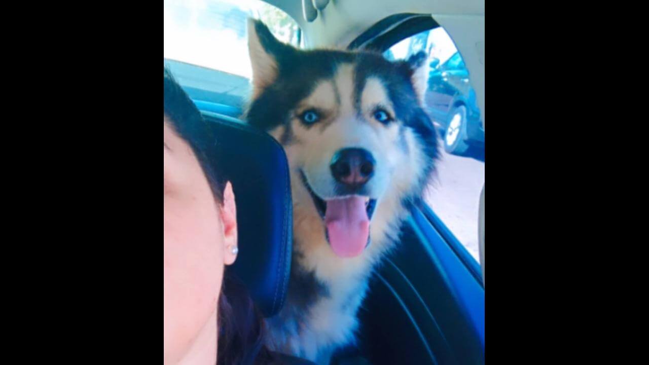 Cachorro Tanssi desapareceu no bairro Claudete Cachorro Tanssi desapareceu no bairro Claudete