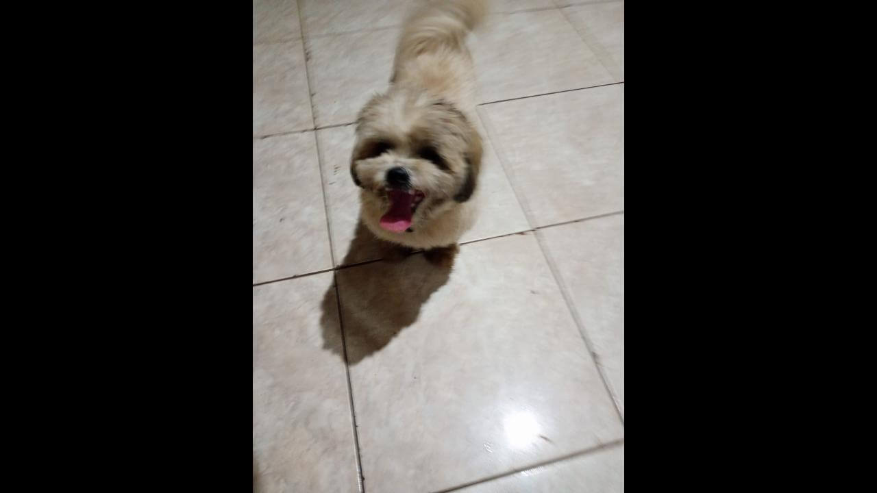 Cachorro é encontrado no bairro Universitário