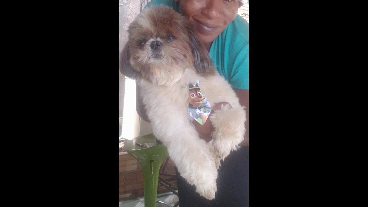 Cachorro Pepi desapareceu no bairro Tarumã Cachorro Pepi desapareceu no bairro Tarumã