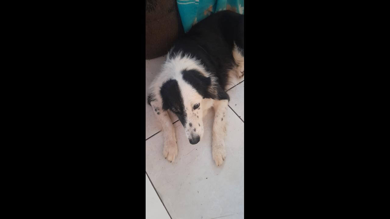 Cachorra é encontrada no bairro Jardim Colméia Cachorra é encontrada no bairro Jardim Colméia