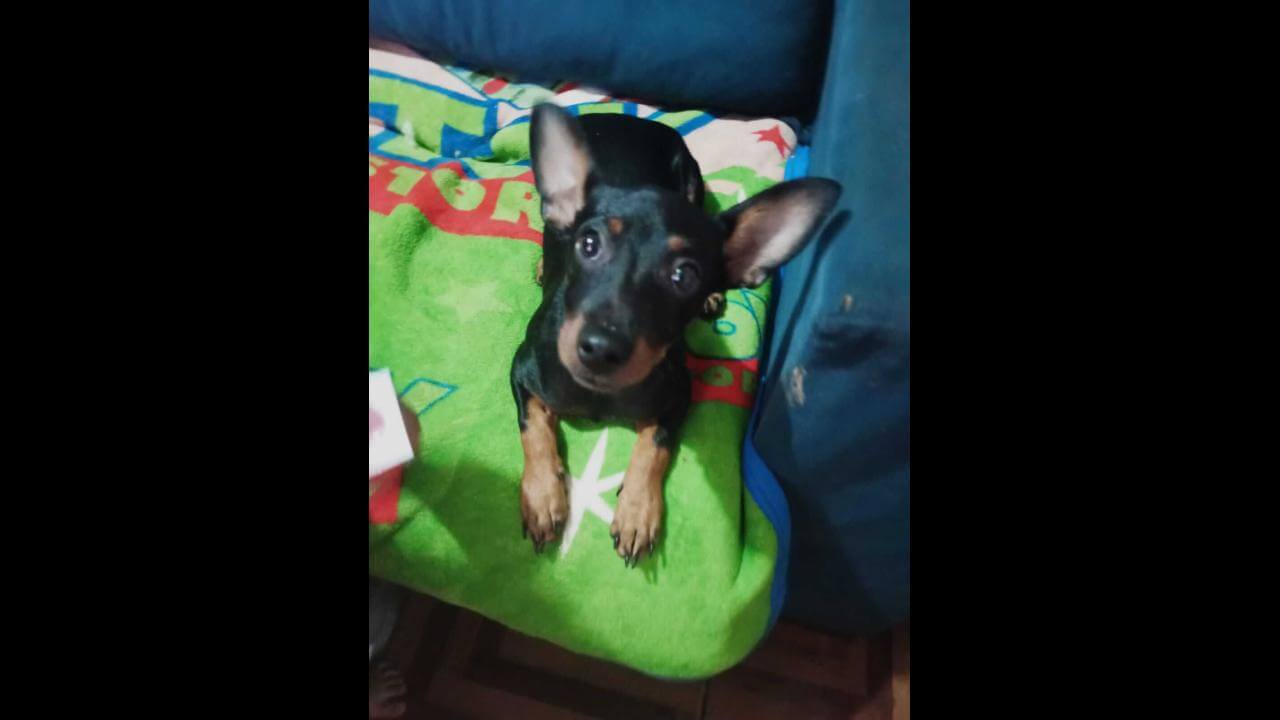 Cachorro Betoven desapareceu no bairro Florais do Paraná Cachorro Betoven desapareceu no bairro Florais do Paraná