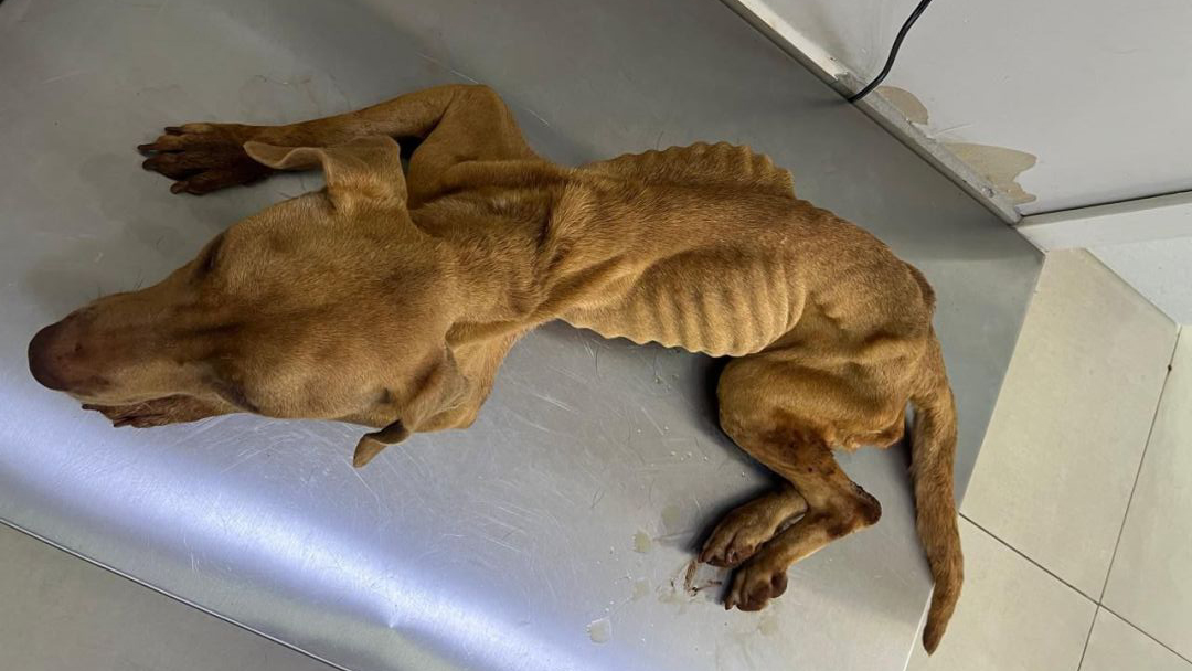 Pitbull é resgatada em estado grave após maus-tratos em Toledo Pitbull é resgatada em estado grave após maus-tratos em Toledo