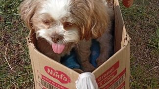 Cachorra Ayla desapareceu no bairro Morumbi Imagem referente a Cachorra Ayla desapareceu no bairro Morumbi