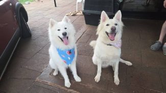 Cachorros Frida e Salomão desapareceram no bairro Country Imagem referente a Cachorros Frida e Salomão desapareceram no bairro Country