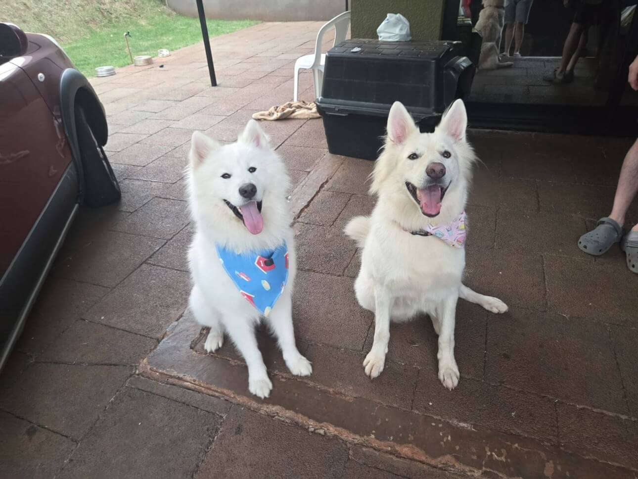 Cachorros Frida e Salomão desapareceram no bairro Country