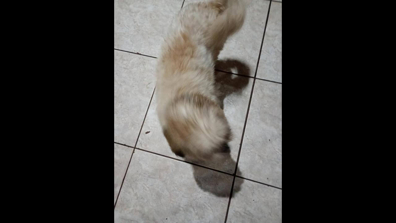 Cachorro é encontrado no bairro Universitário