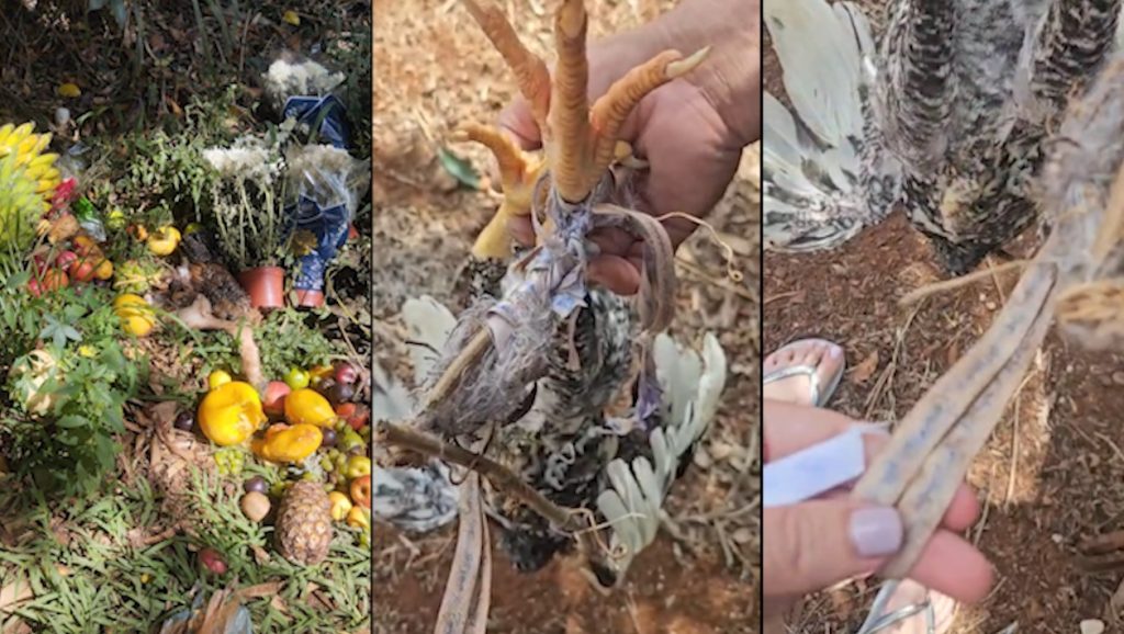 Polêmica e ‘caminhos abertos’: ritual com animal vivo preocupa moradora do Maria Luiza