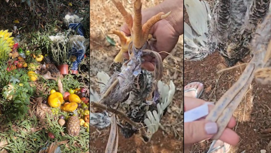 Polêmica e ‘caminhos abertos’: ritual com animal vivo preocupa moradora do Maria Luiza