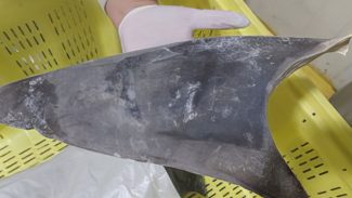 Exportação de barbatana do tubarão-azul é proibida no Brasil