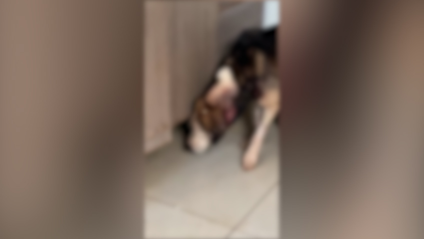 Cachorro ferido é resgatado por trabalhadores e mobiliza pedido de ajuda para tratamento