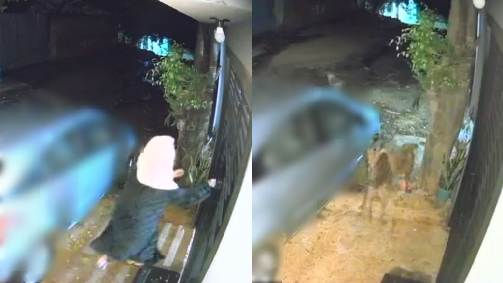 Pitbulls soltos matam cães e deixam moradores em alerta no bairro Santa Felicidade