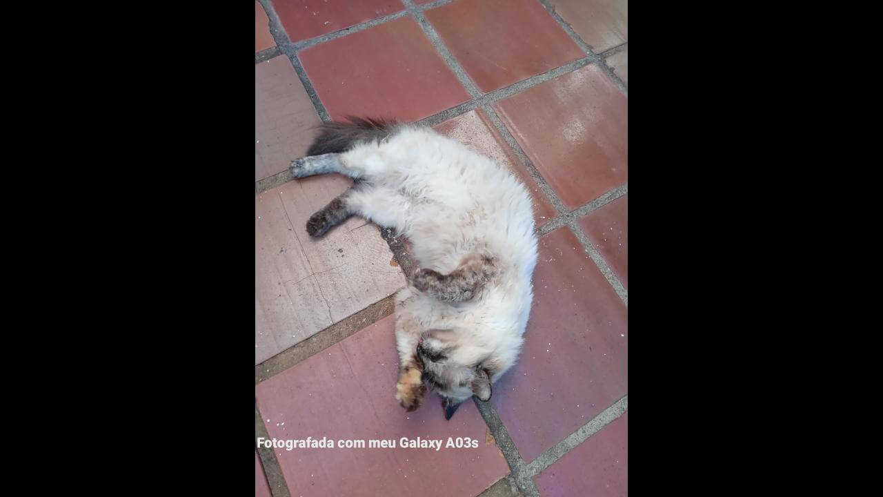 Gata é encontrada no bairro Parque São Paulo