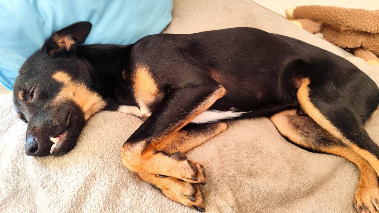 Cachorro é encontrado no bairro Universitário