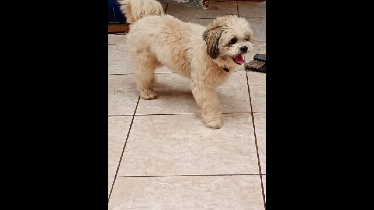 Cachorro é encontrado no bairro Universitário