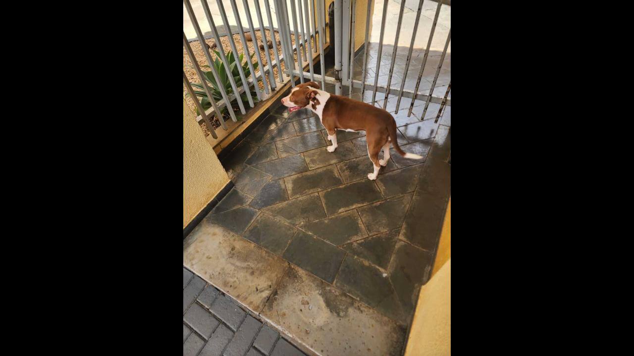 Cachorro é encontrado no bairro Coqueiral