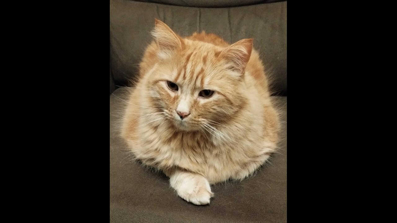 Gato Jhon Jhon desapareceu no bairro Parque São Paulo