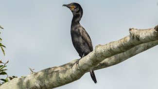 Atlas lançado na COP15 mostra rotas migratórias de aves vulneráveis