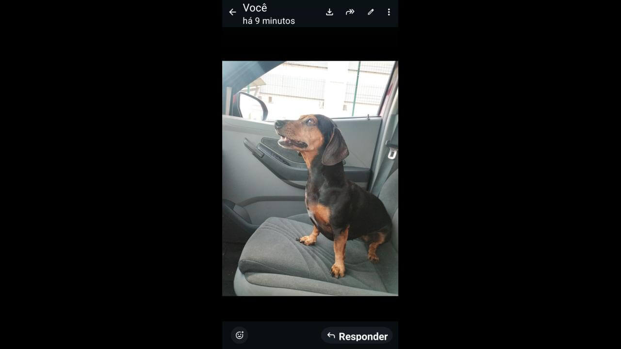 Cachorra Lilica desapareceu no bairro Maria Luiza