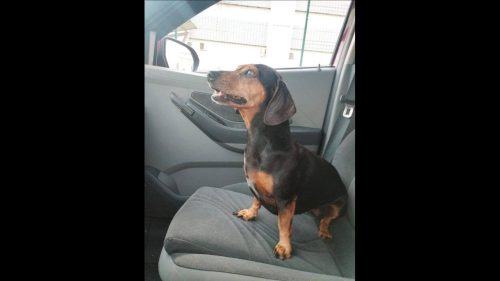 Cachorra Lilica desapareceu no bairro Maria Luiza Imagem referente a Cachorra Lilica desapareceu no bairro Maria Luiza