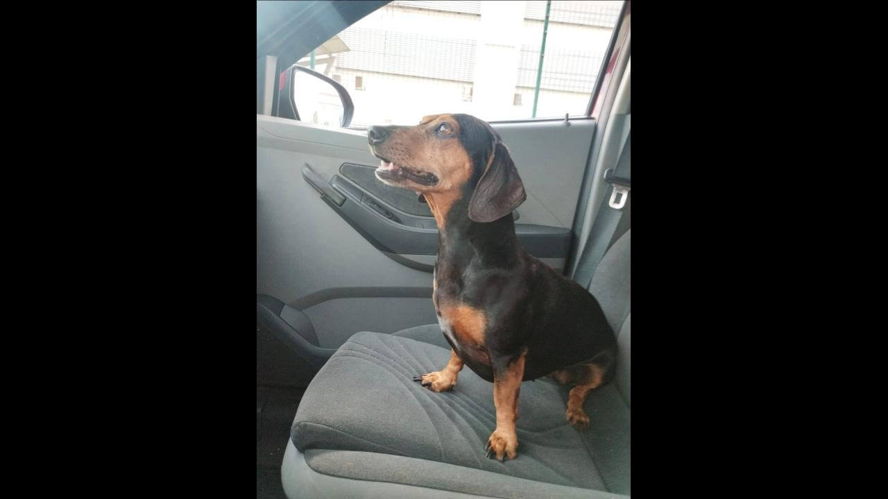 Cachorra Lilica desapareceu no bairro Maria Luiza