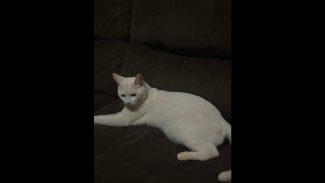 Imagem referente a Gata Horácio desapareceu no bairro Alto Alegre