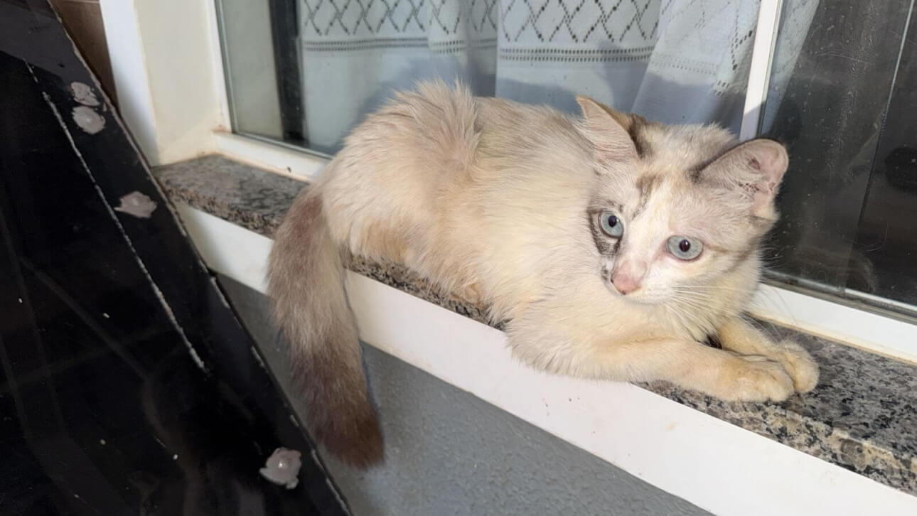 Gata é encontrada no bairro Jardim Veredas