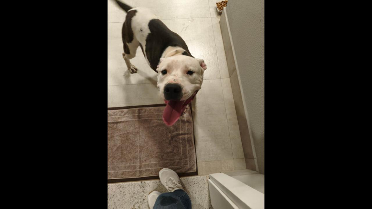 Cachorro é encontrado no bairro Região do Lago