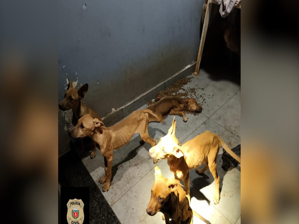 Duas mulheres são presas por maus-tratos a animais em Toledo