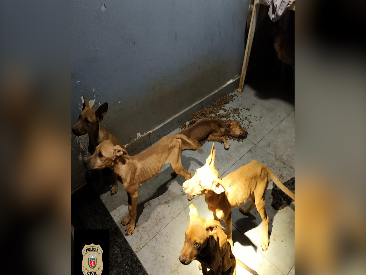 Duas mulheres são presas por maus-tratos a animais em Toledo