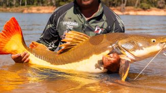 COP15 aprova maior proteção de bagres gigantes da Amazônia e ariranhas