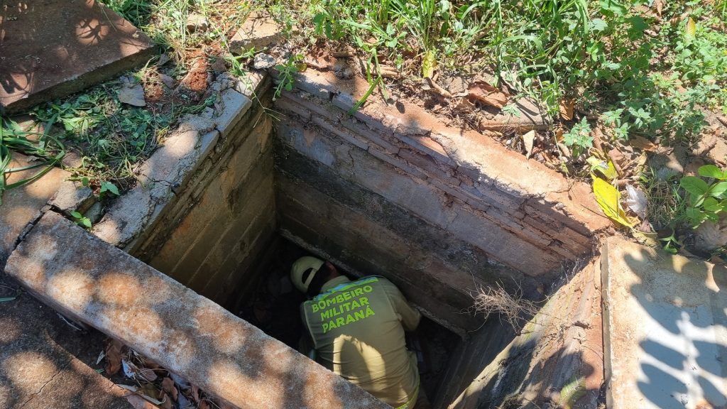 Bombeiros tentam resgatar cachorros que caíram em bueiro Bombeiros tentam resgatar cachorros que caíram em bueiro