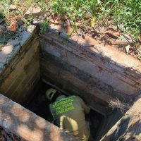 Bombeiros tentam resgatar cachorros que caíram em bueiro Imagem referente a Bombeiros tentam resgatar cachorros que caíram em bueiro