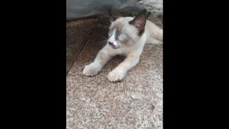 Imagem referente a Gato é encontrado no bairro Brasília