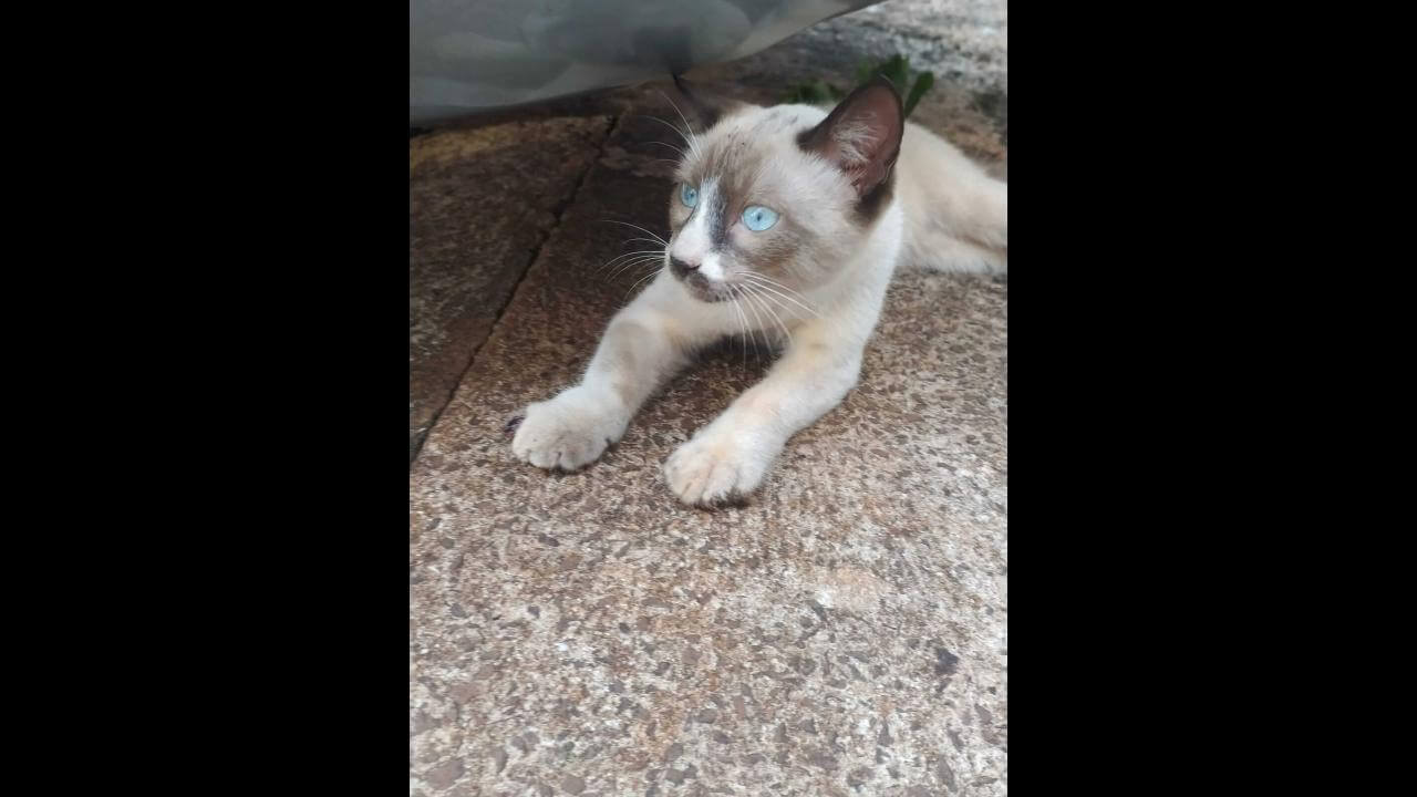 Gato é encontrado no bairro Brasília