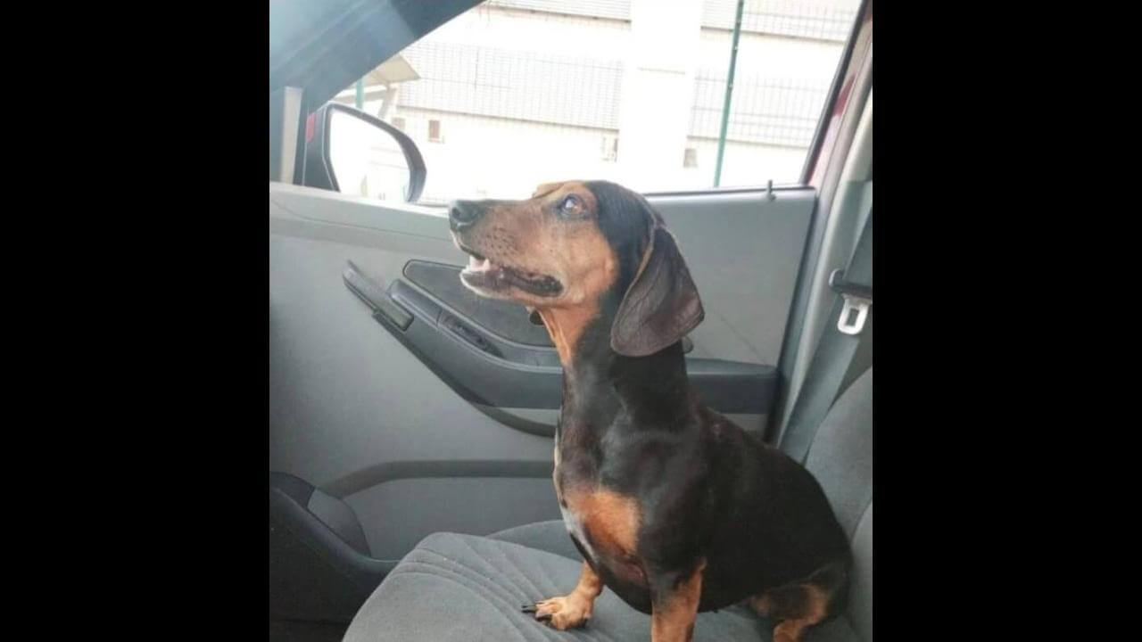 Cachorra Lilica desapareceu no bairro Maria Luiza