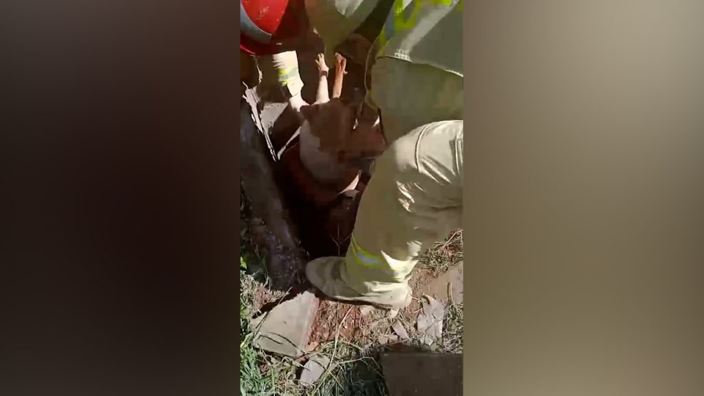 Após quase 4 horas de trabalhos, bombeiros conseguem resgatar cães de bueiro no Bairro Brasmadeira