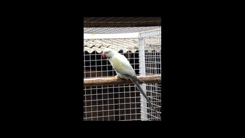 Papagaio Zezinho desapareceu no bairro Country Imagem referente a Papagaio Zezinho desapareceu no bairro Country