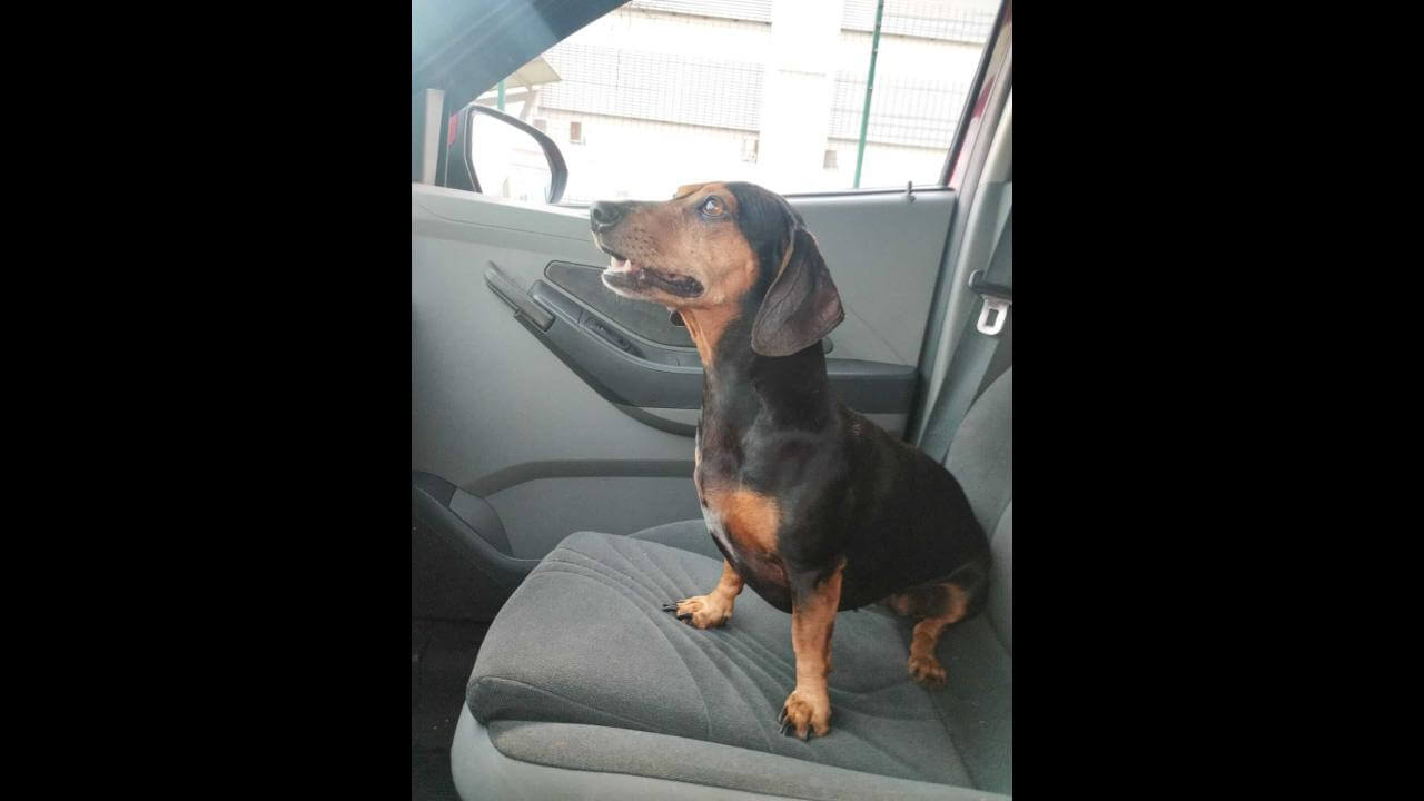 Cachorra Lilica desapareceu no bairro Maria Luiza Cachorra Lilica desapareceu no bairro Maria Luiza