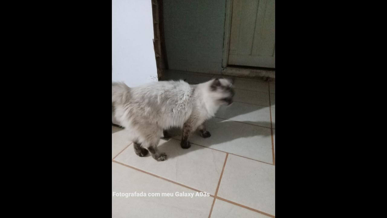 Gata é encontrada no bairro Parque São Paulo Gata é encontrada no bairro Parque São Paulo