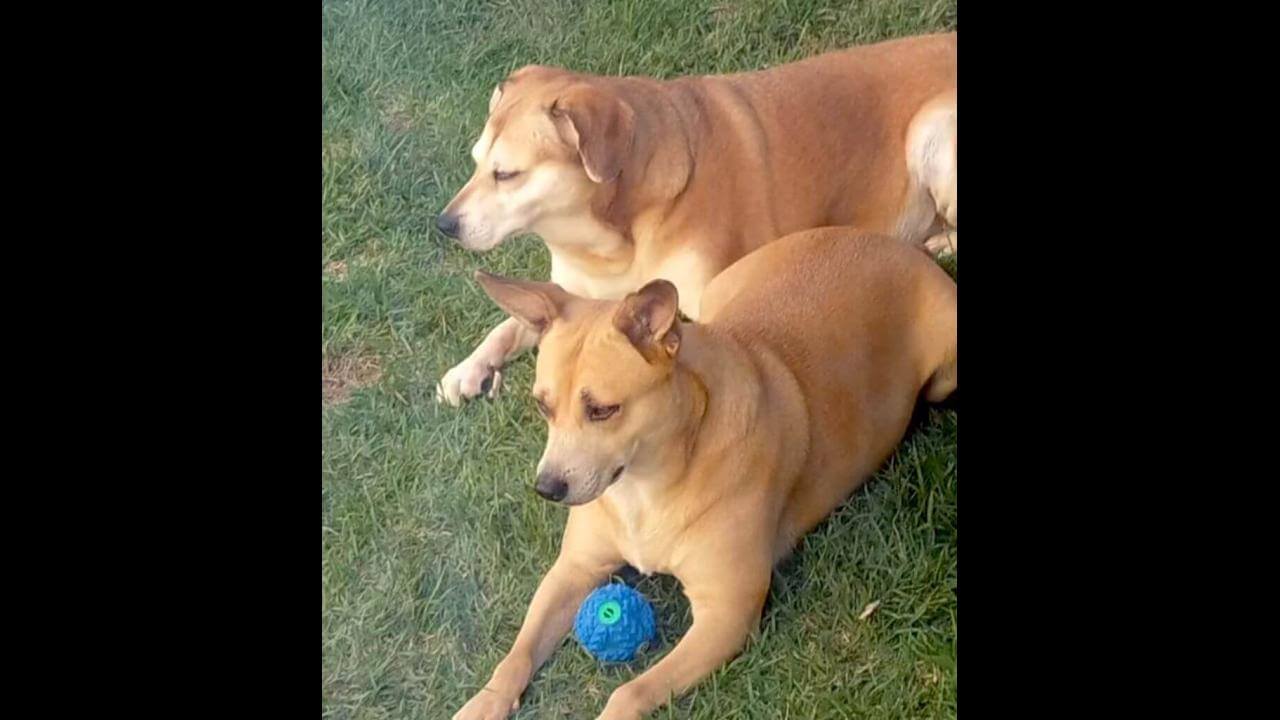 Cachorras Mel e Carmélia desapareceram no bairro Periolo Cachorras Mel e Carmélia desapareceram no bairro Periolo