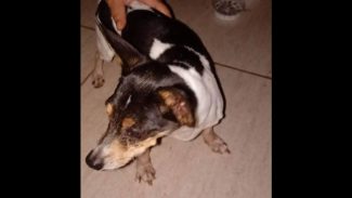 Cachorro é encontrado no bairro Região do Lago Imagem referente a Cachorro é encontrado no bairro Região do Lago