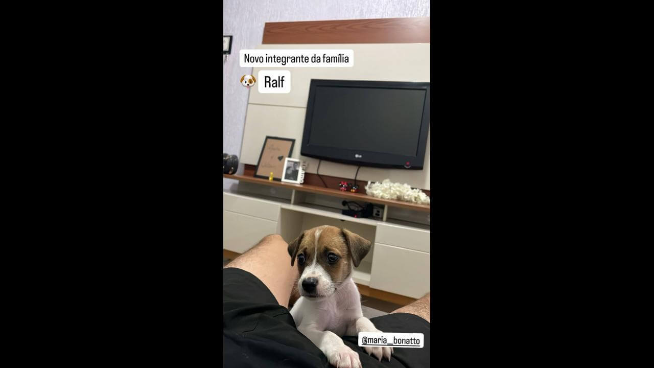 Cachorro Ralf desapareceu no bairro Jardim Padovani Cachorro Ralf desapareceu no bairro Jardim Padovani