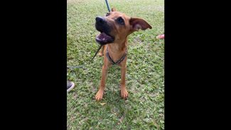 Cachorro Jorge desapareceu no bairro Alto Alegre Imagem referente a Cachorro Jorge desapareceu no bairro Alto Alegre