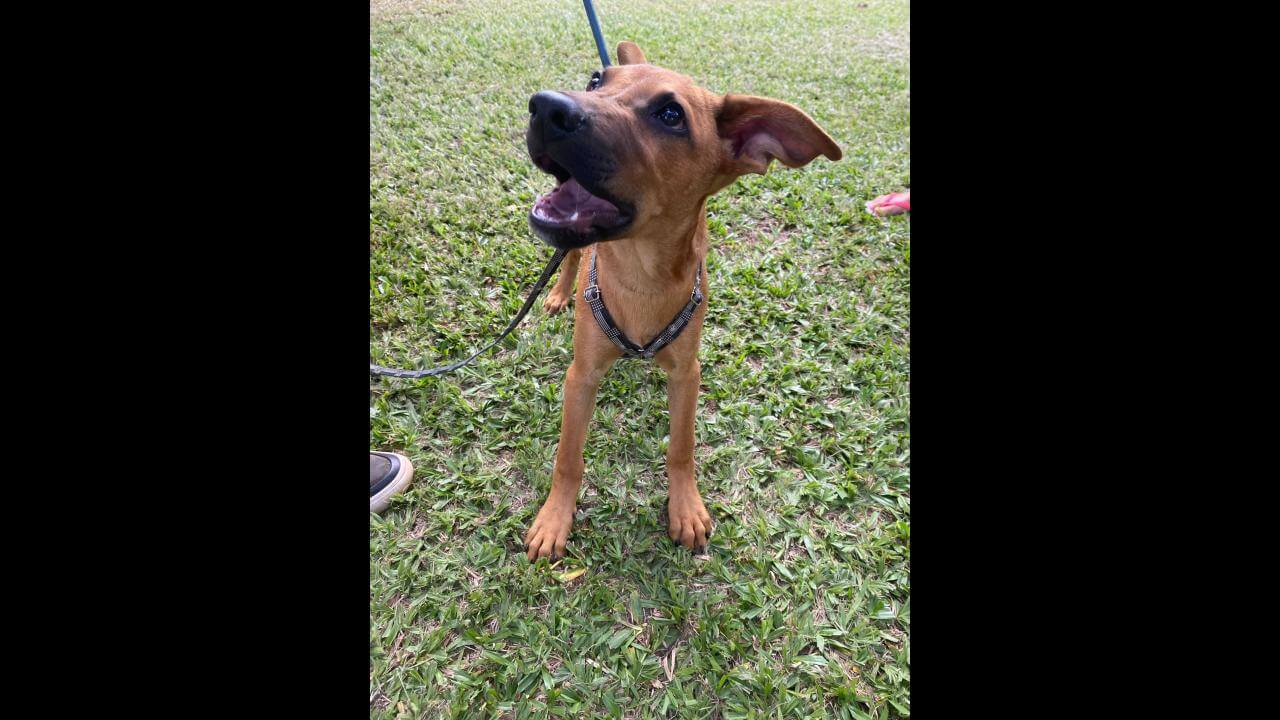 Cachorro Jorge desapareceu no bairro Alto Alegre Cachorro Jorge desapareceu no bairro Alto Alegre