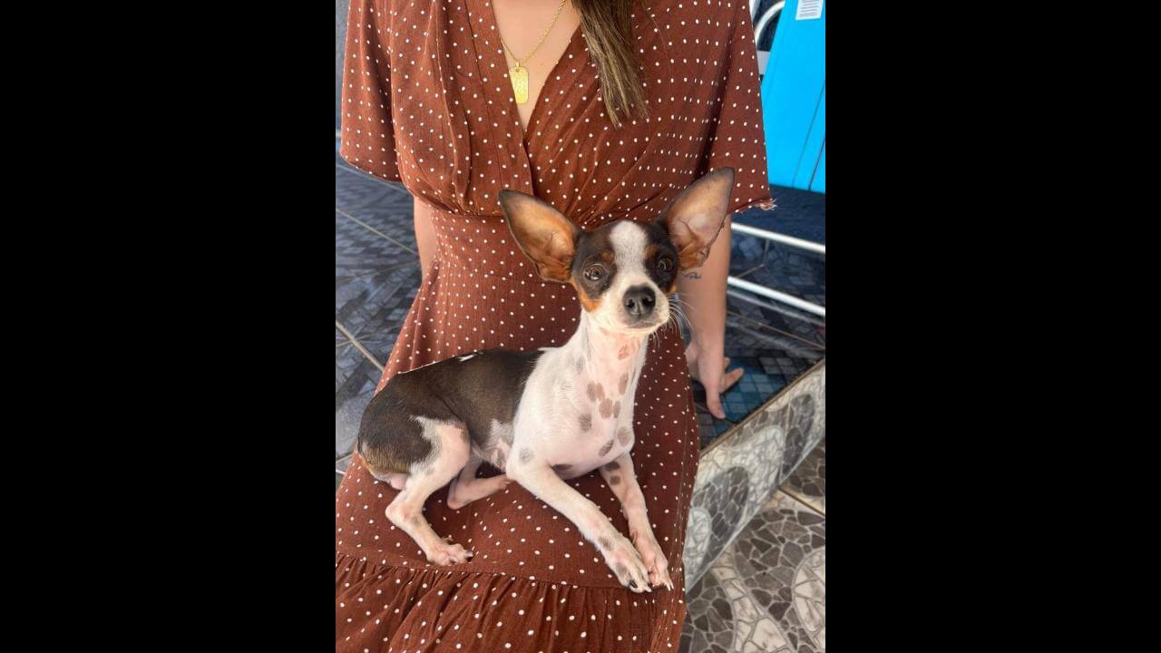 Cachorra é encontrada no bairro Presidente Cachorra é encontrada no bairro Presidente
