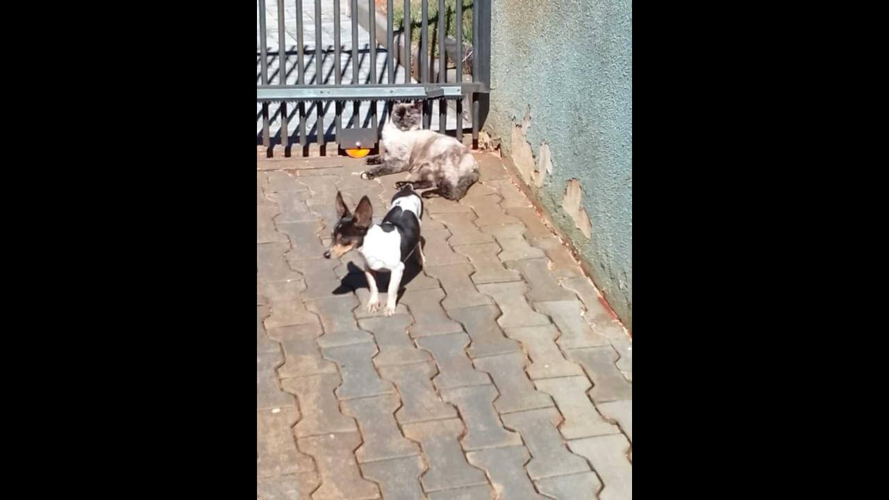 Cachorro bobi desapareceu no bairro Maria Luiza Cachorro bobi desapareceu no bairro Maria Luiza