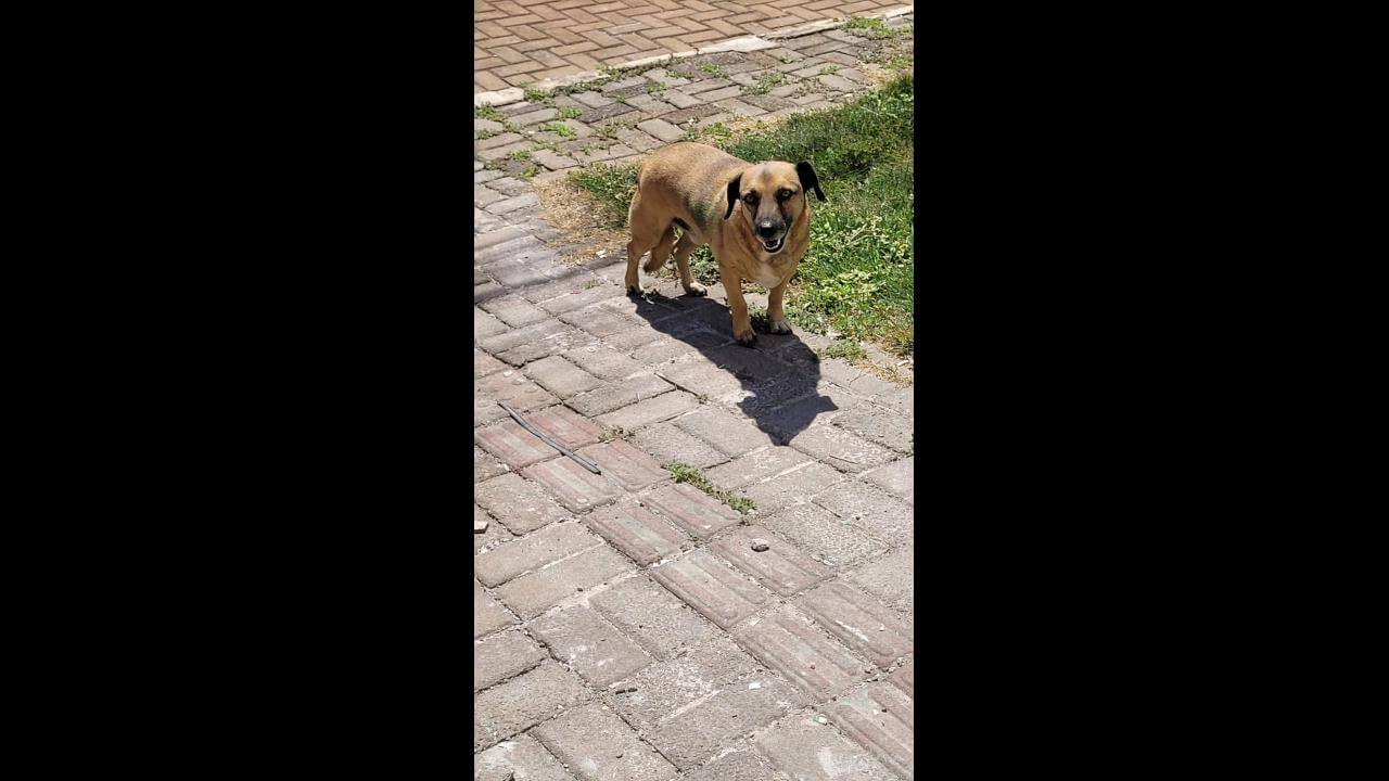 Cachorro é encontrado no bairro São Cristóvão Cachorro é encontrado no bairro São Cristóvão